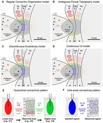 Topographic organization across foveal visual areas in macaques